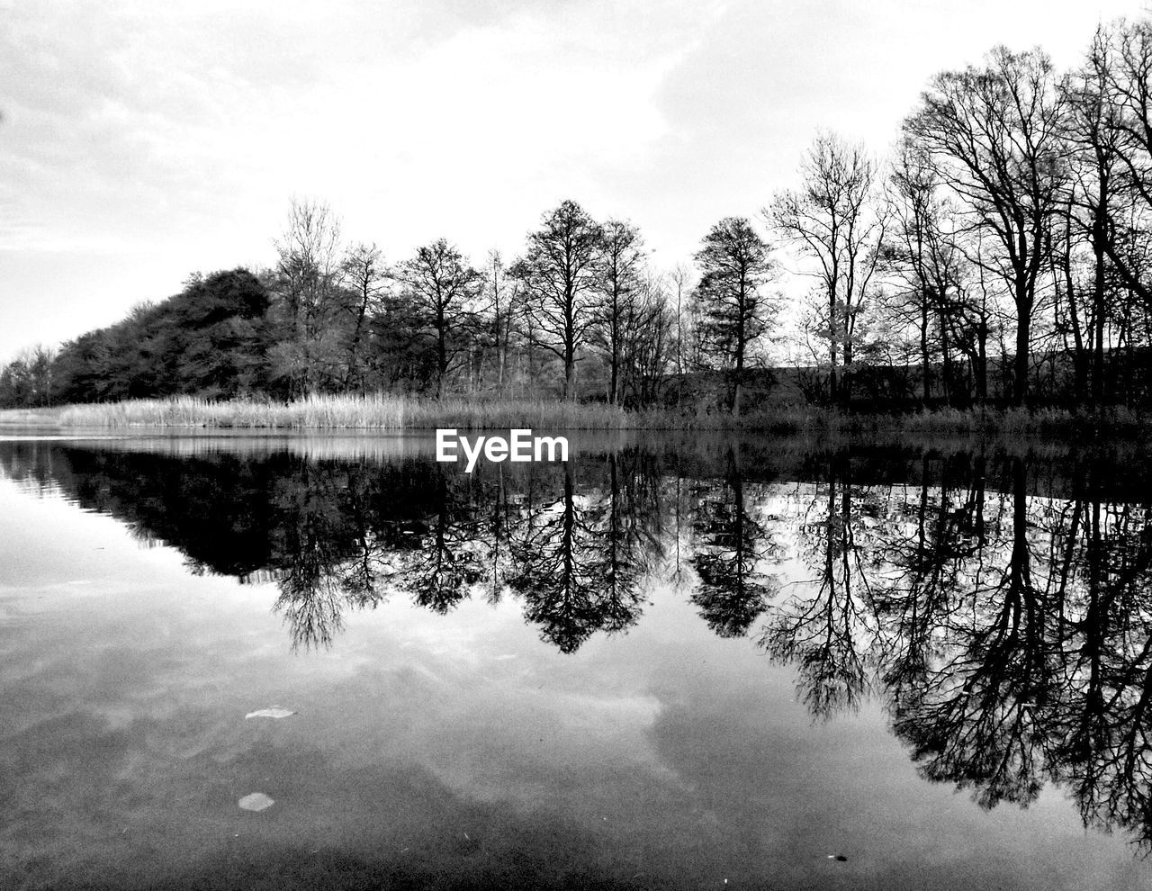 View of trees in lake