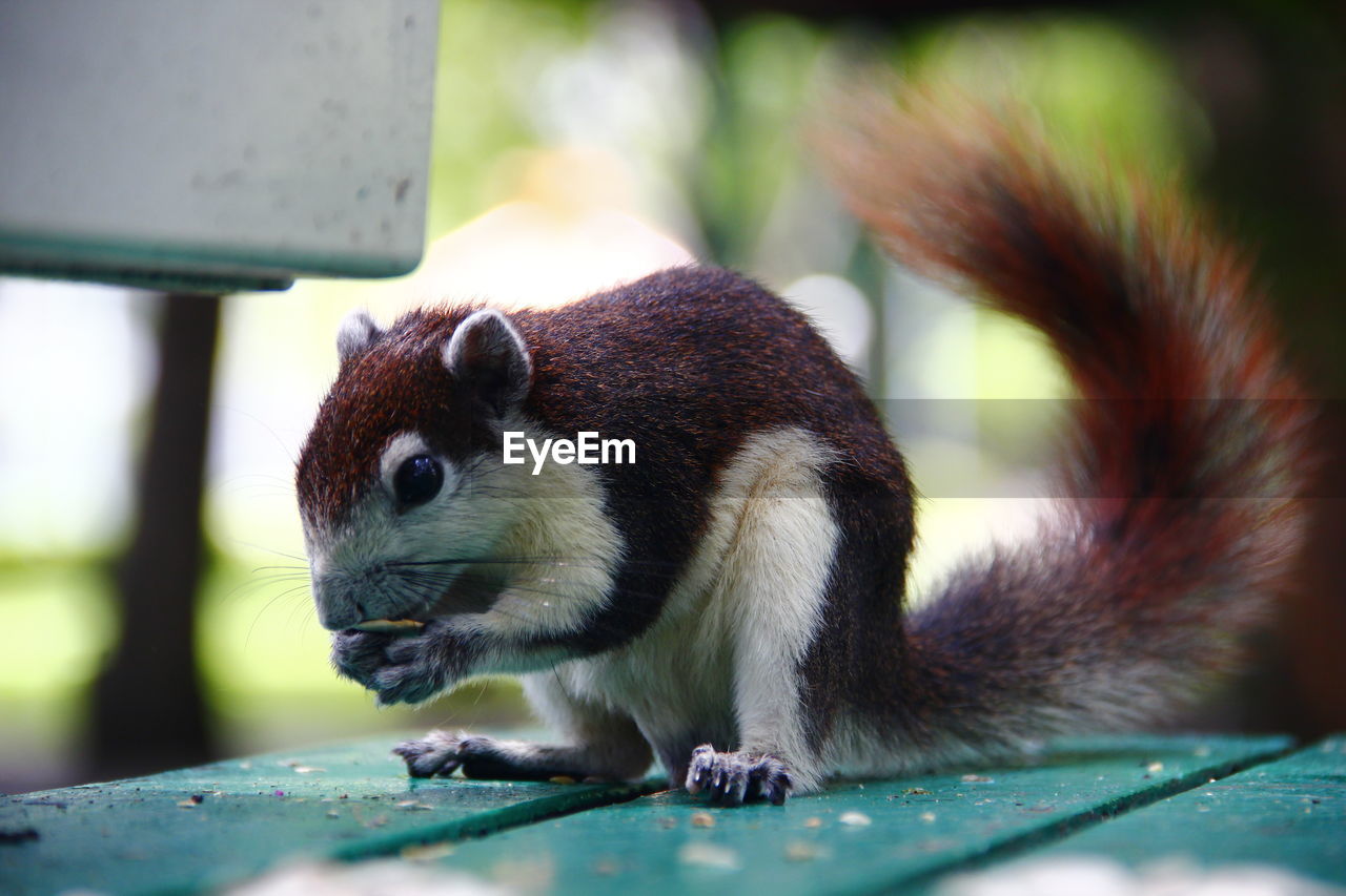 CLOSE-UP OF SQUIRREL ON WOODEN WALL