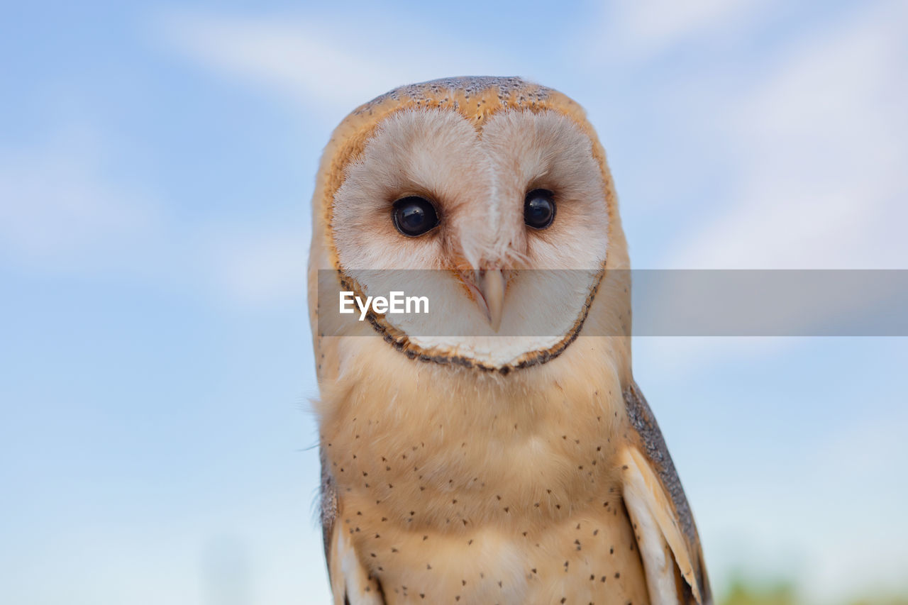 CLOSE-UP PORTRAIT OF A OWL