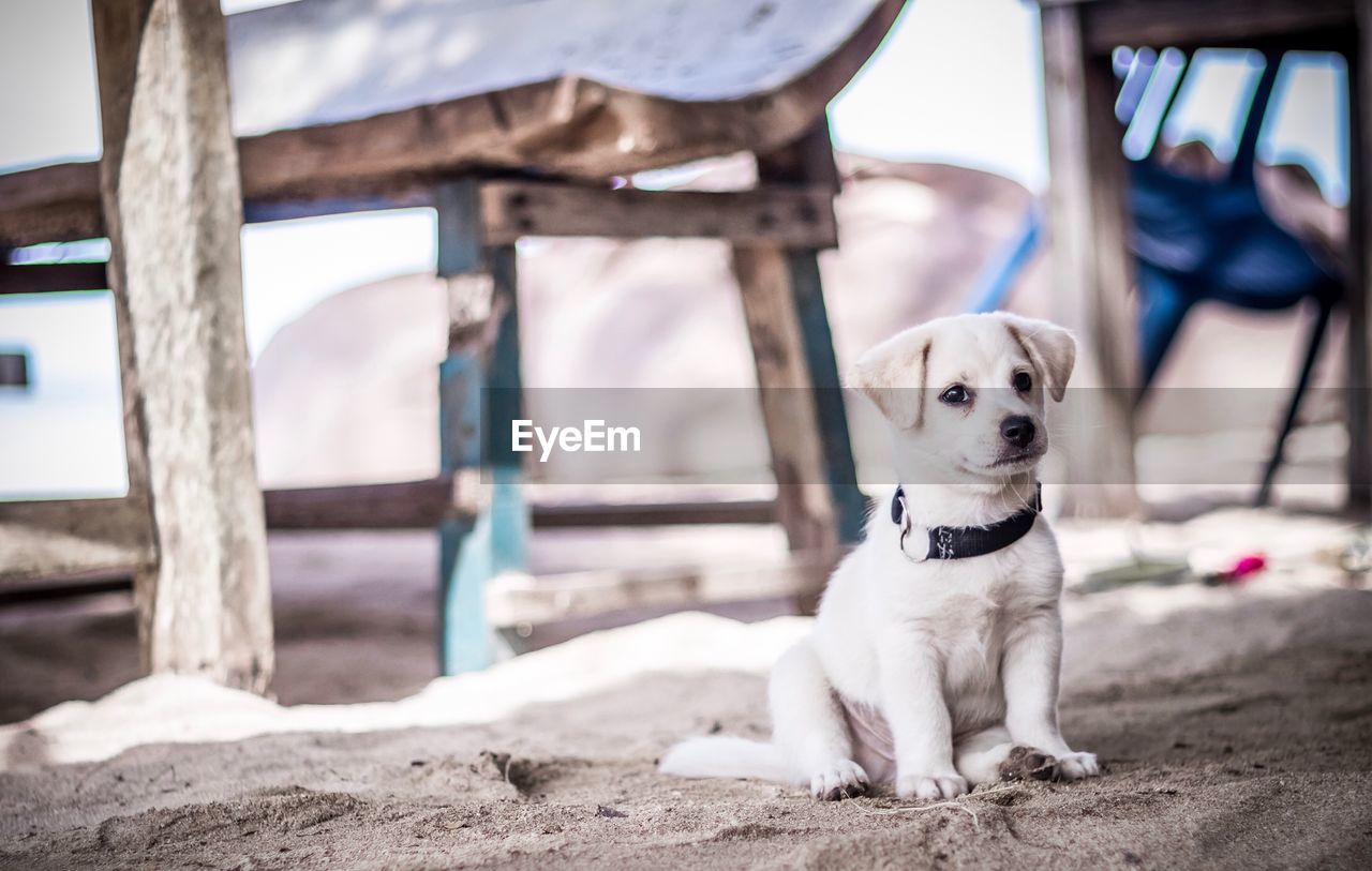 Portrait of dog sitting at beach