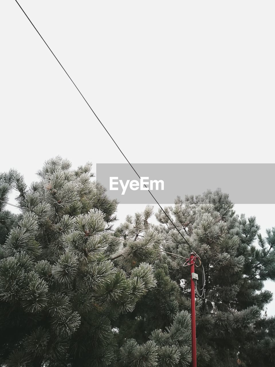 LOW ANGLE VIEW OF TREE AGAINST SKY