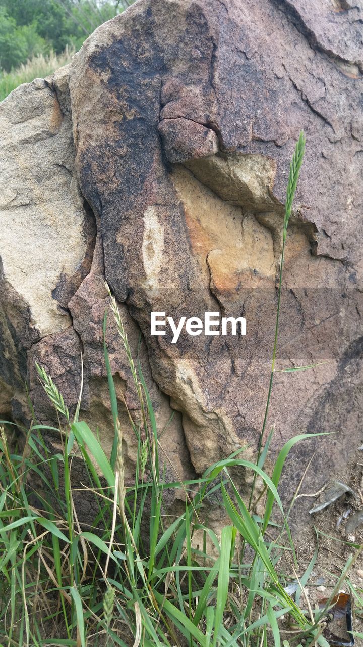 CLOSE-UP OF LIZARD ON TREE