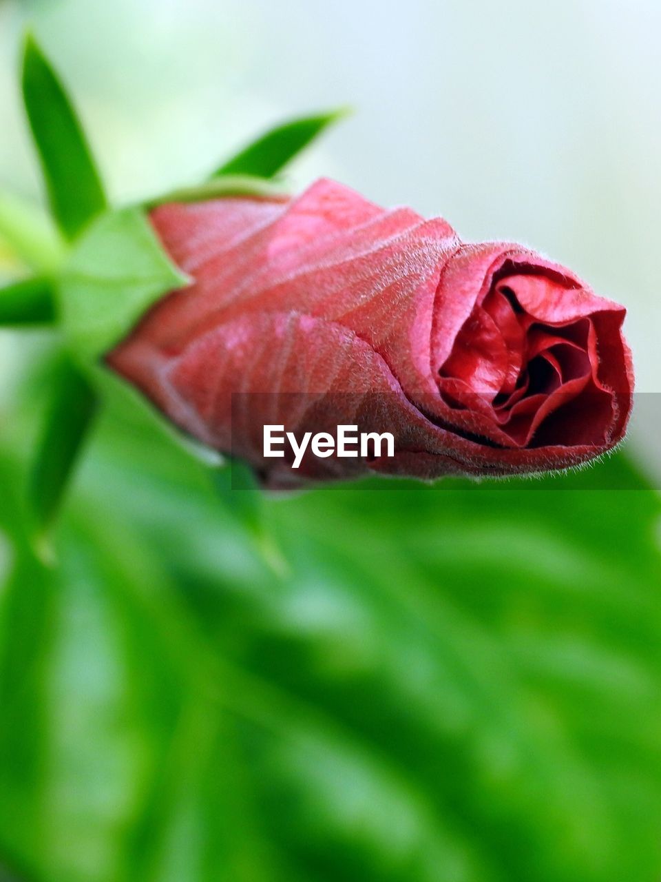 CLOSE-UP OF ROSE RED LEAVES