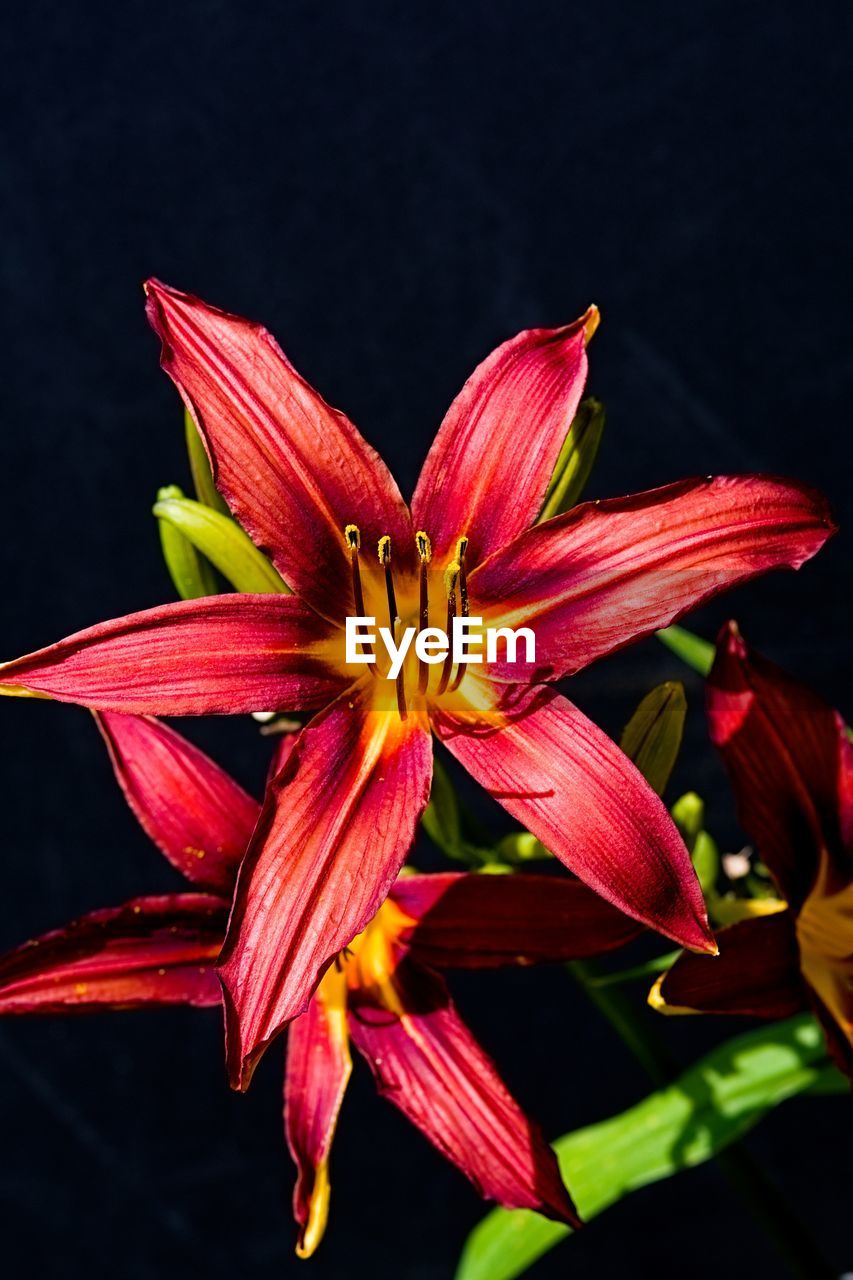 CLOSE-UP OF DAY LILY BLOOMING IN PLANT