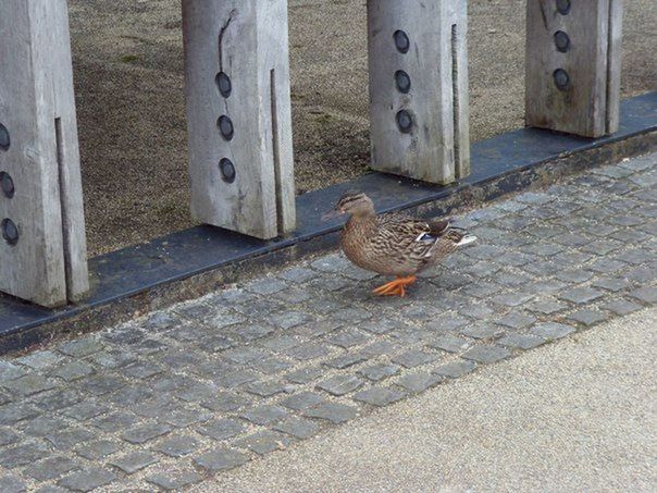 animal themes, bird, one animal, day, animals in the wild, outdoors, no people, nature