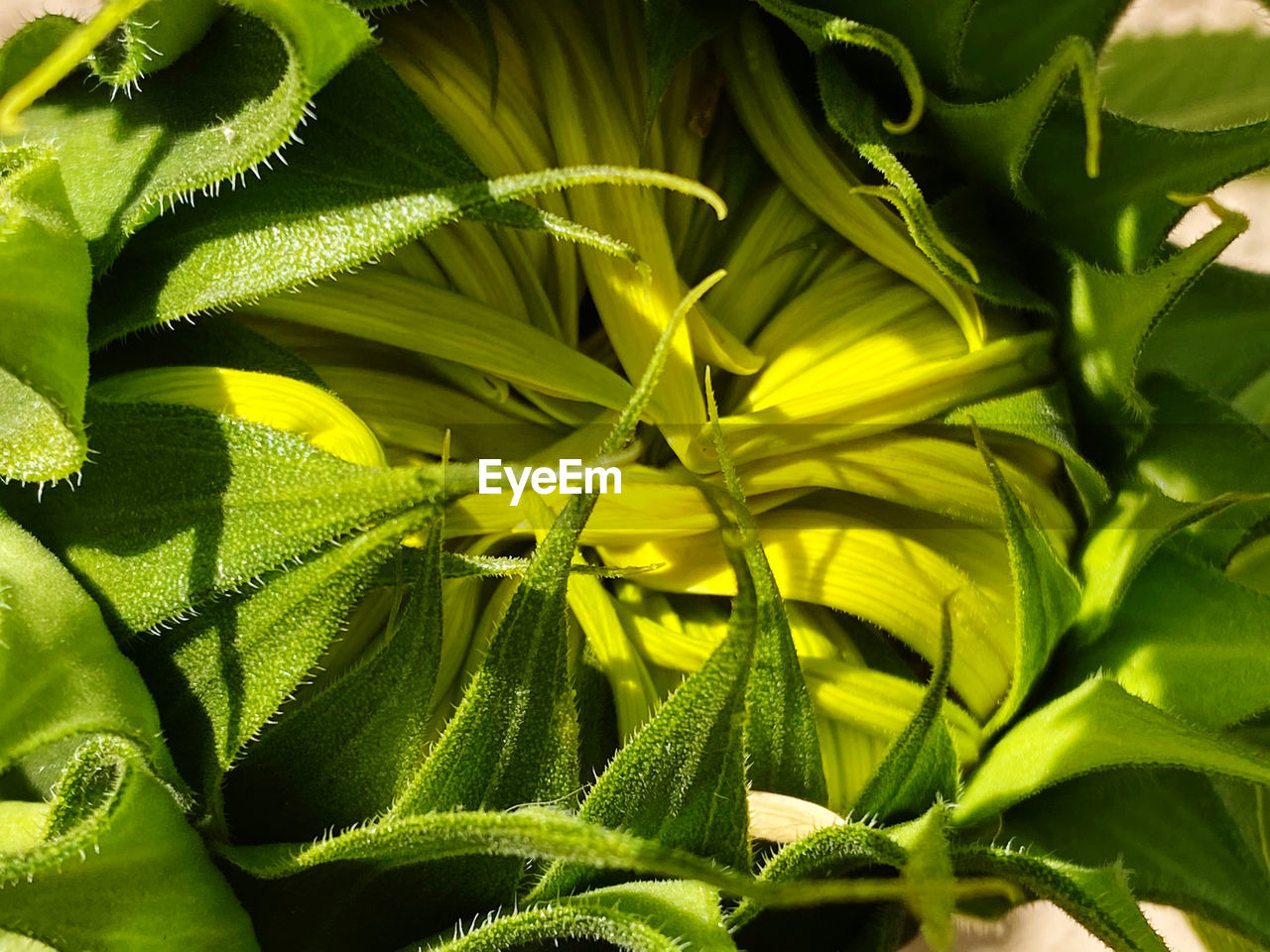 A sunflower on the cusp of blooming