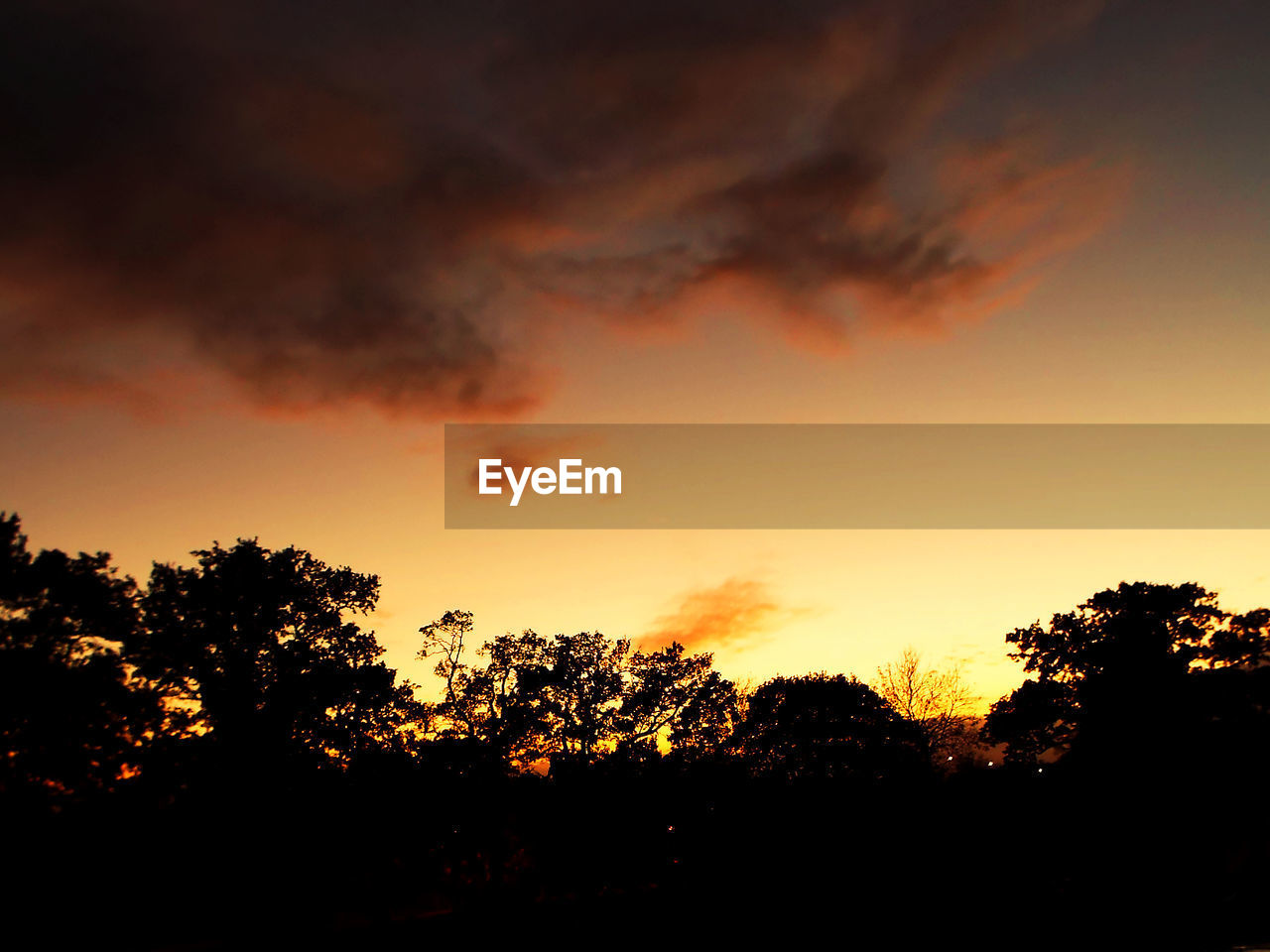 SILHOUETTE TREES AGAINST DRAMATIC SKY