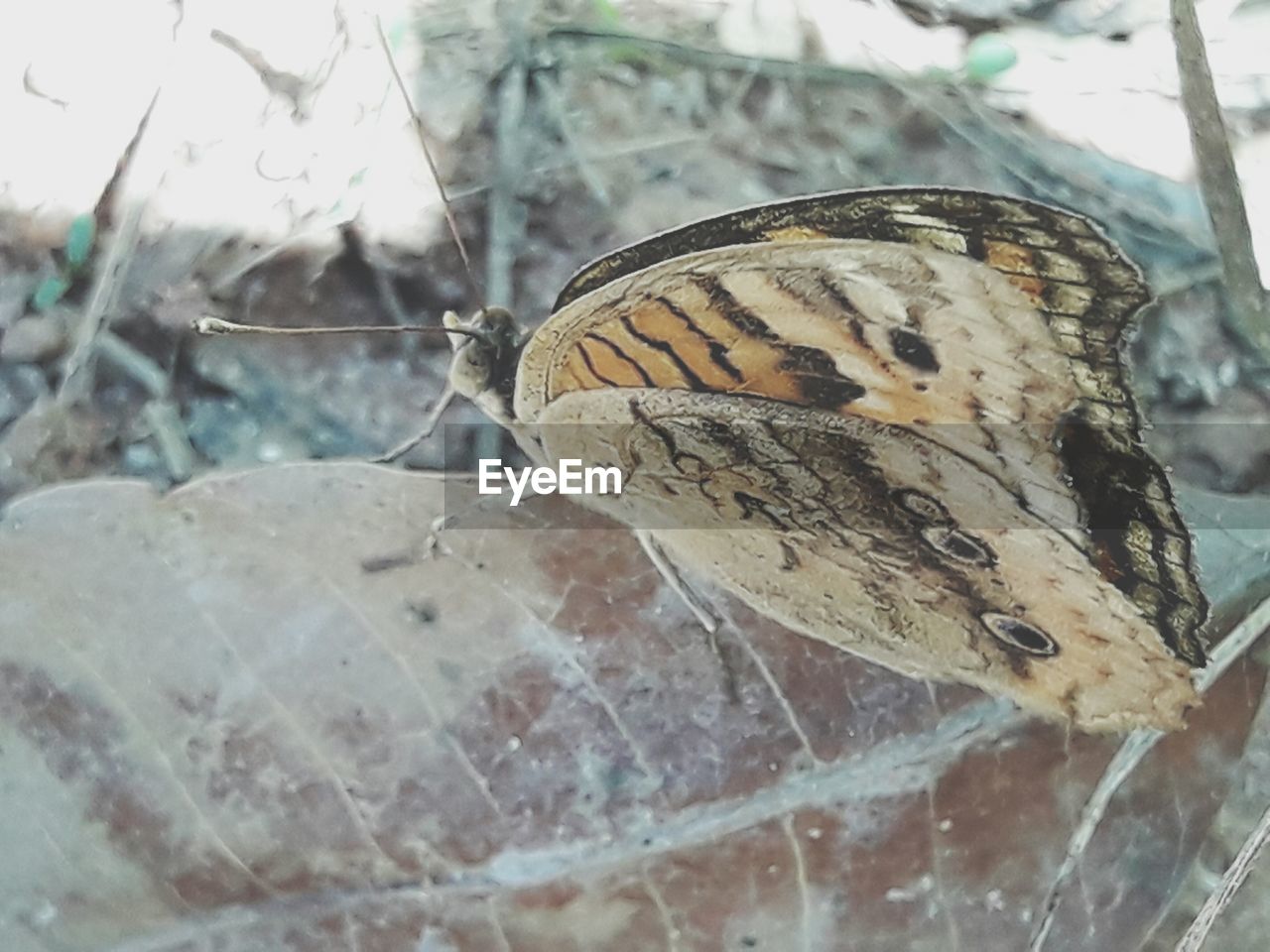 CLOSE-UP OF BUTTERFLY ON GROUND