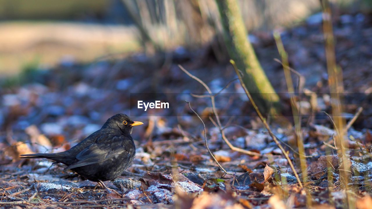 Close-up of bird perching on field