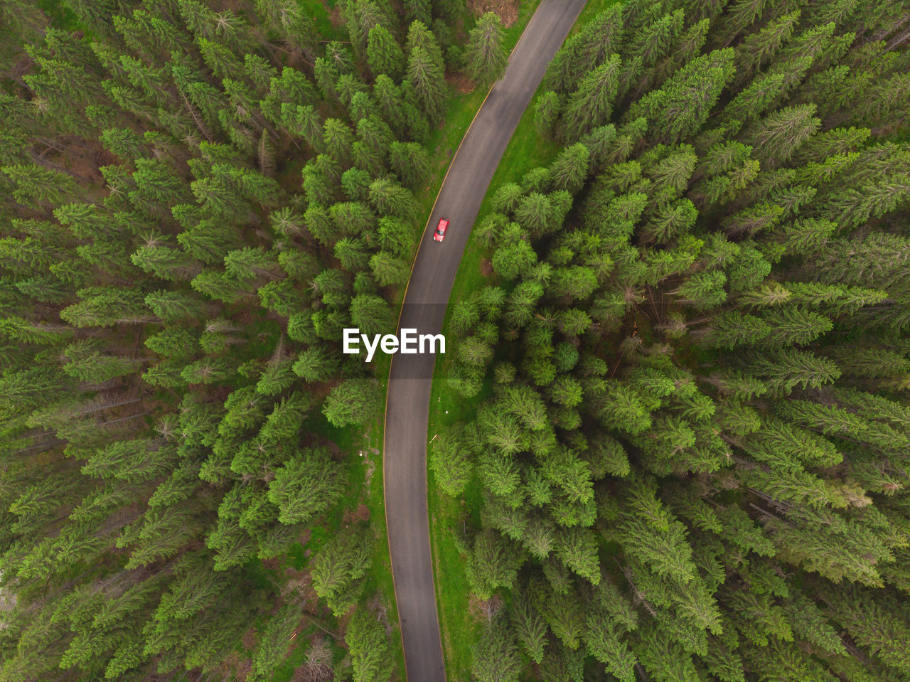 Aerial view of road amidst coniferous trees 
