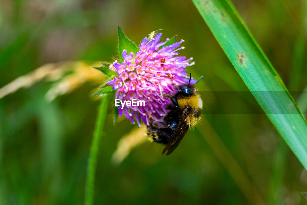 CLOSE-UP OF BEE ON PURPLE FLOWER