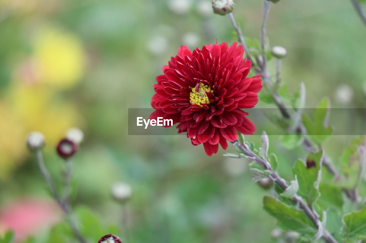 close-up of pink flower