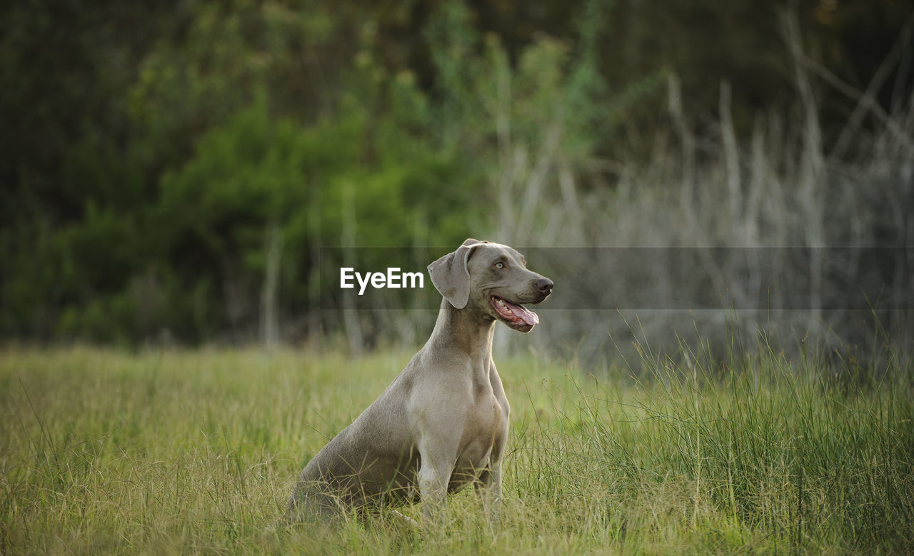 Dog looking away on grassland