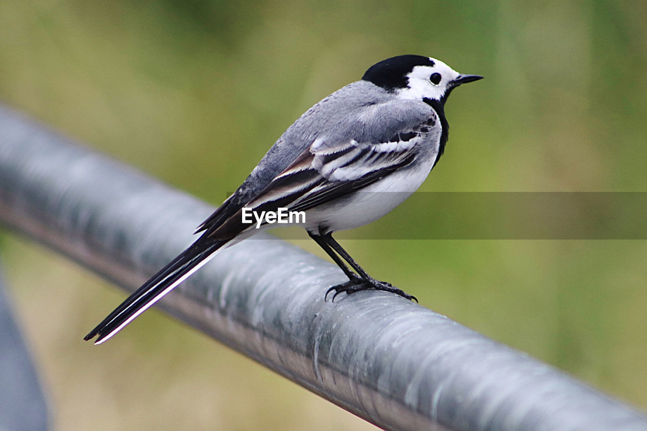 CLOSE-UP OF BIRD PERCHING