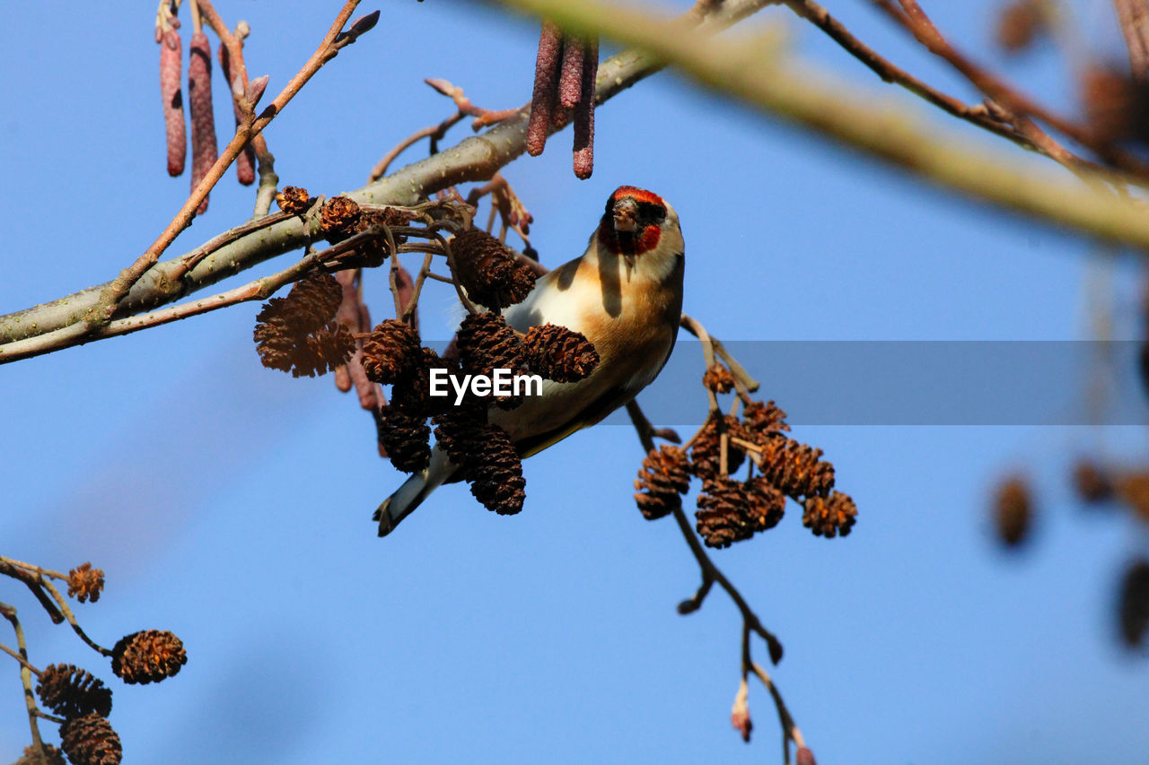 branch, nature, tree, plant, flower, bird, animal wildlife, animal themes, spring, animal, wildlife, no people, twig, low angle view, day, fruit, sky, leaf, outdoors, macro photography, group of animals, focus on foreground, food, perching, beauty in nature, food and drink, sunny