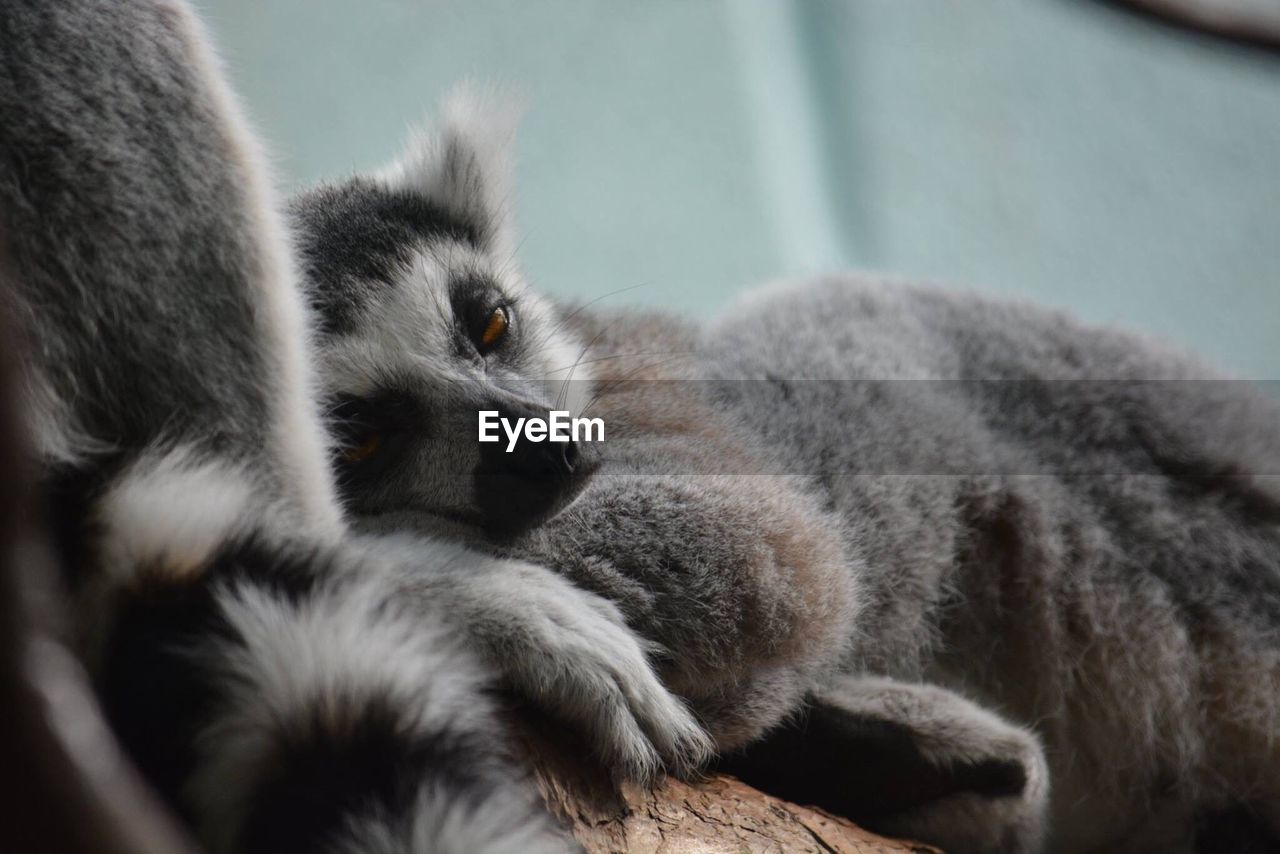 Close-up of lemur relaxing