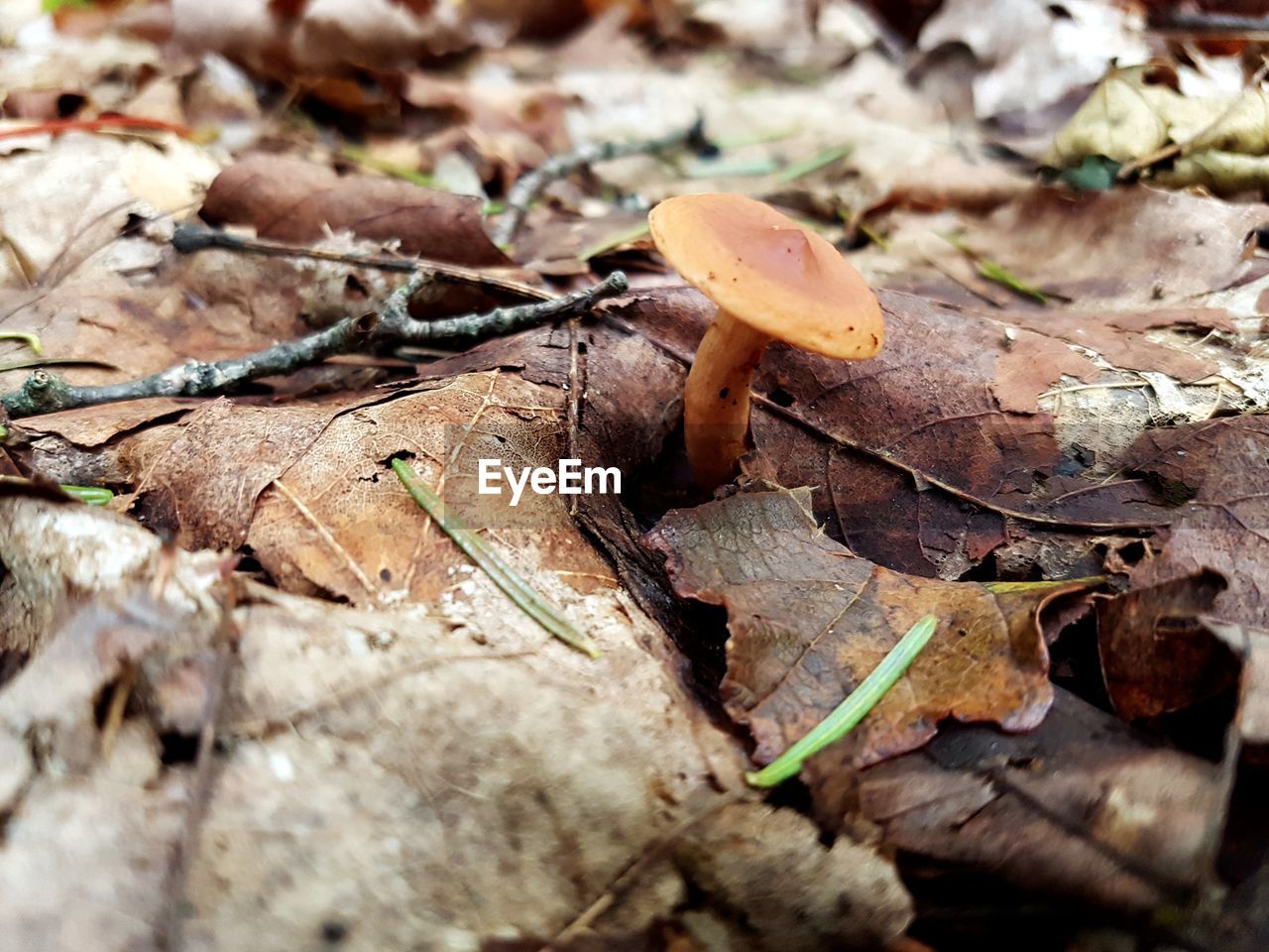 CLOSE-UP OF DRY FALLEN LEAVES ON FIELD