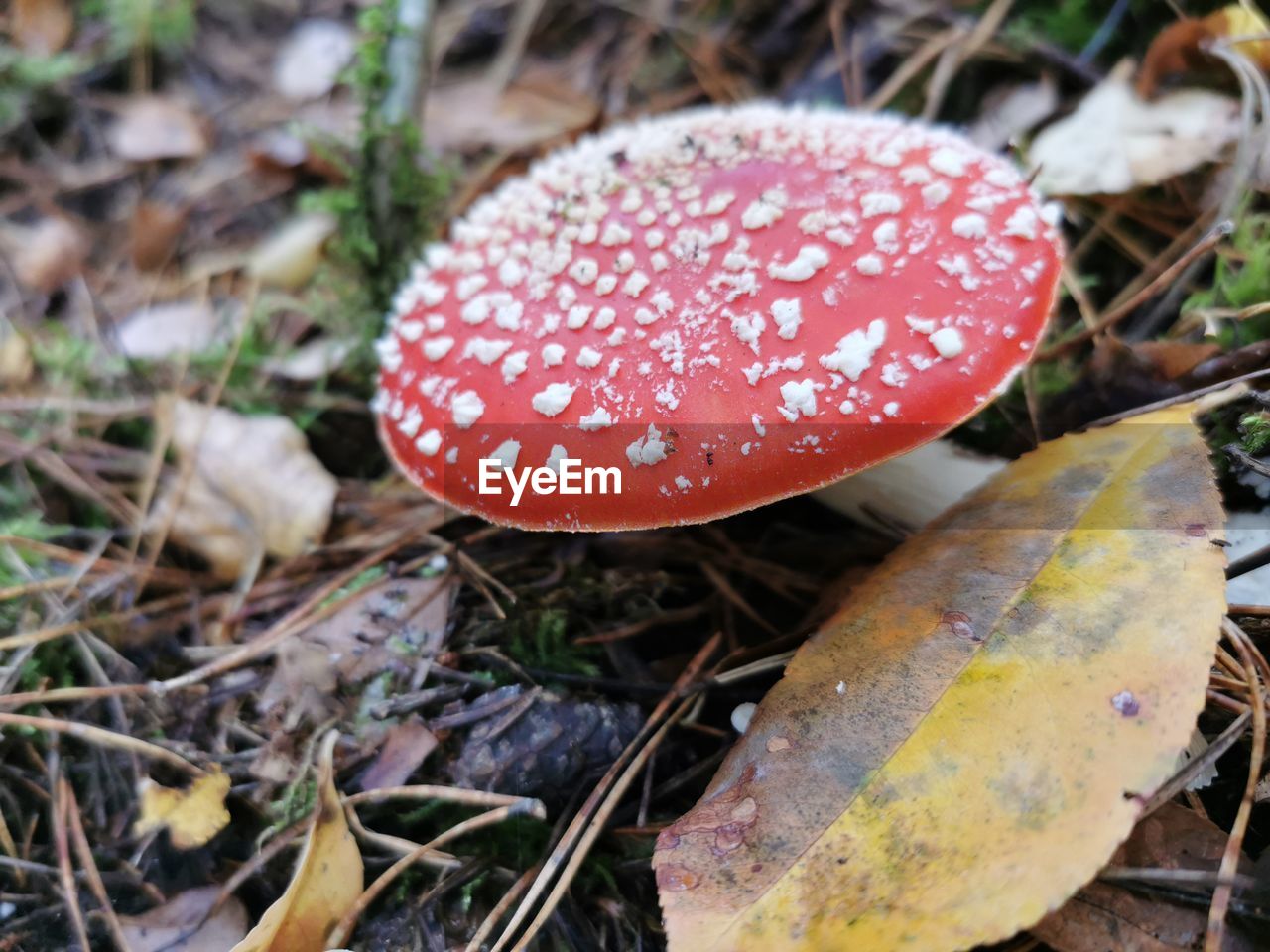 Close-up of fly agaric mushroom on field fliegenpilz 