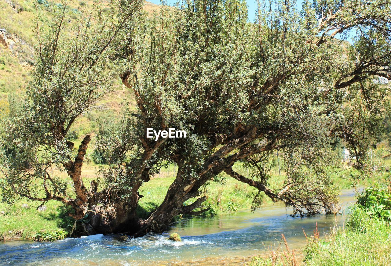 TREES BY RIVER