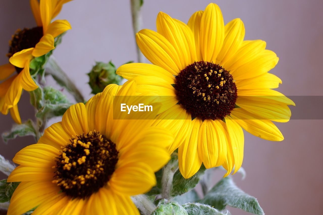 CLOSE-UP OF SUNFLOWER IN BLOOM