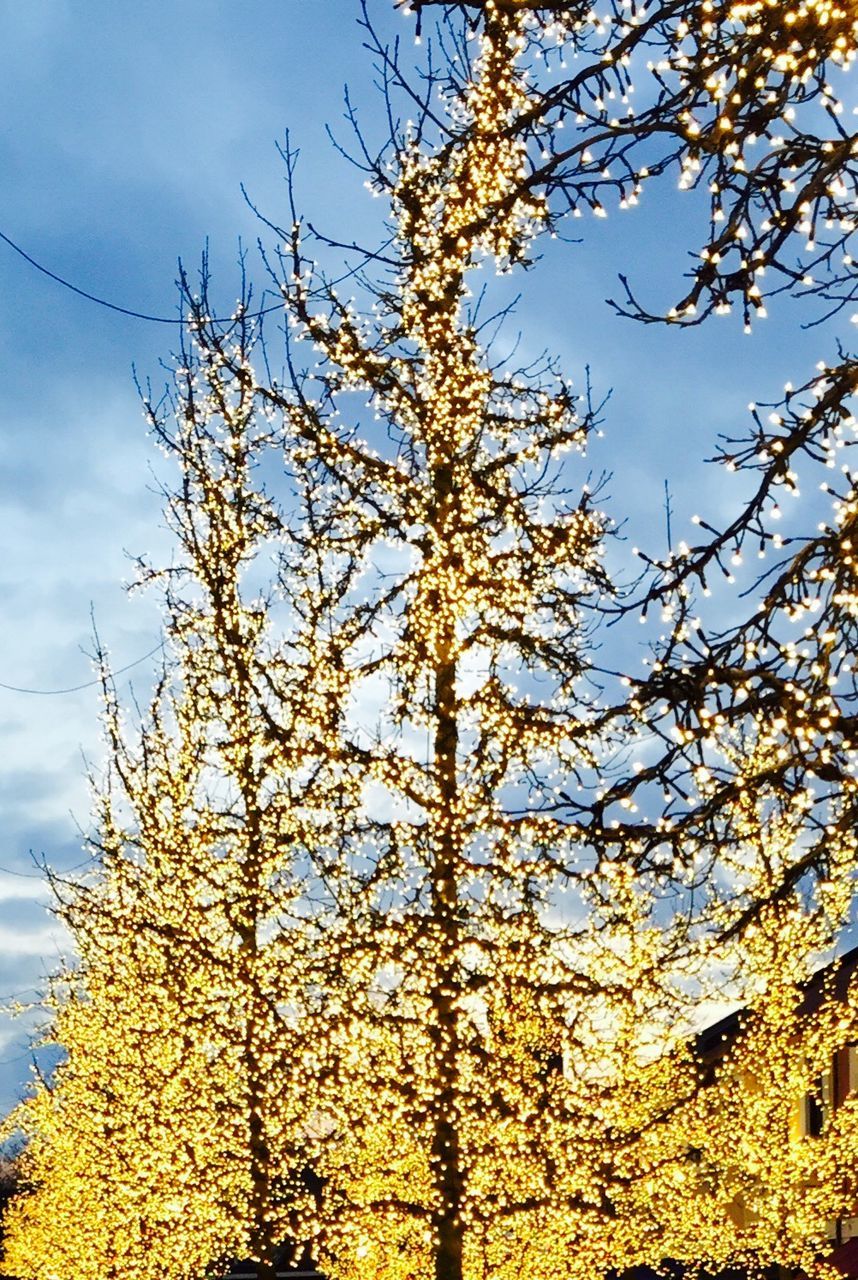 LOW ANGLE VIEW OF TREES AGAINST SKY