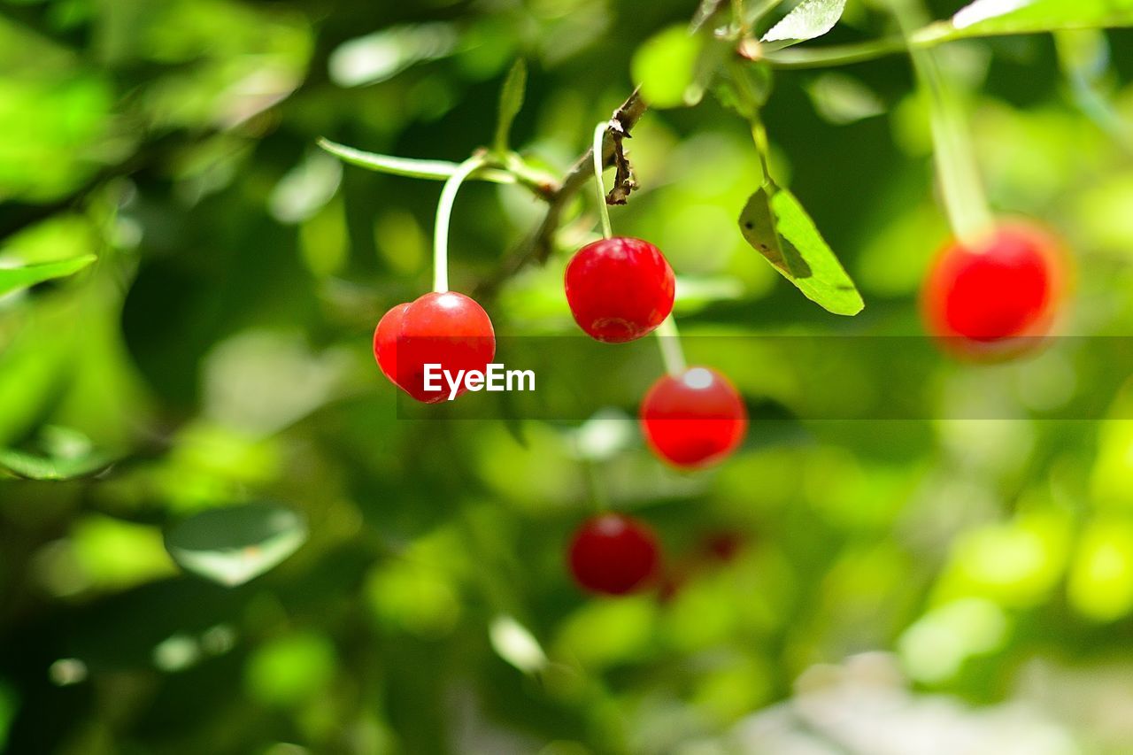 Close-up of cherries growing in garden