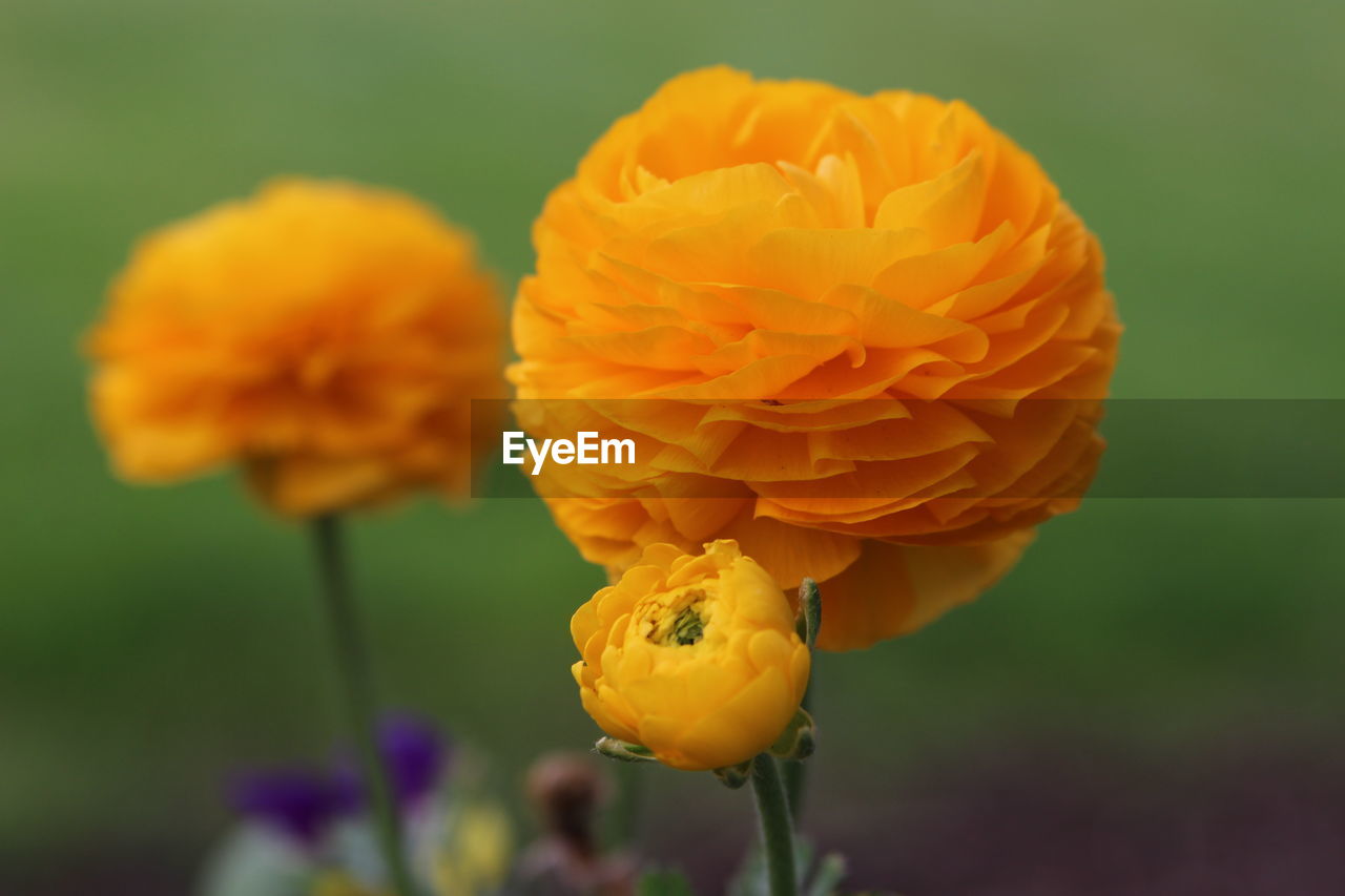 flower, flowering plant, plant, freshness, beauty in nature, yellow, close-up, petal, flower head, fragility, nature, inflorescence, macro photography, focus on foreground, growth, no people, orange color, outdoors, springtime, day, wildflower