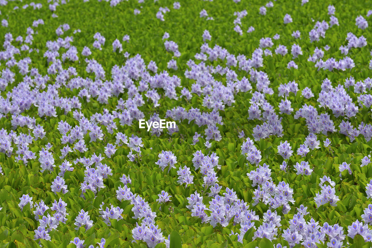 Close-up of purple flowers blooming in field