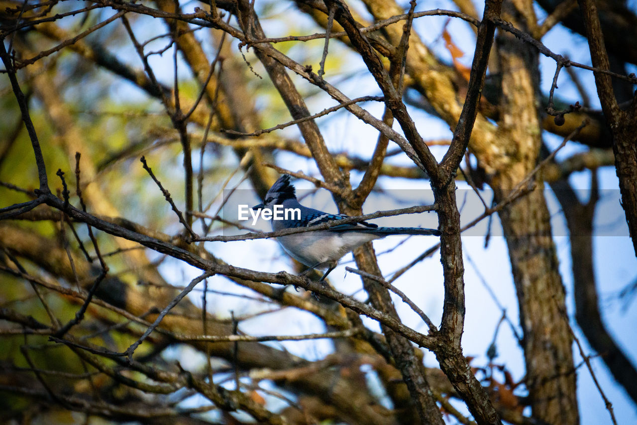 LOW ANGLE VIEW OF BIRD PERCHING ON A TREE