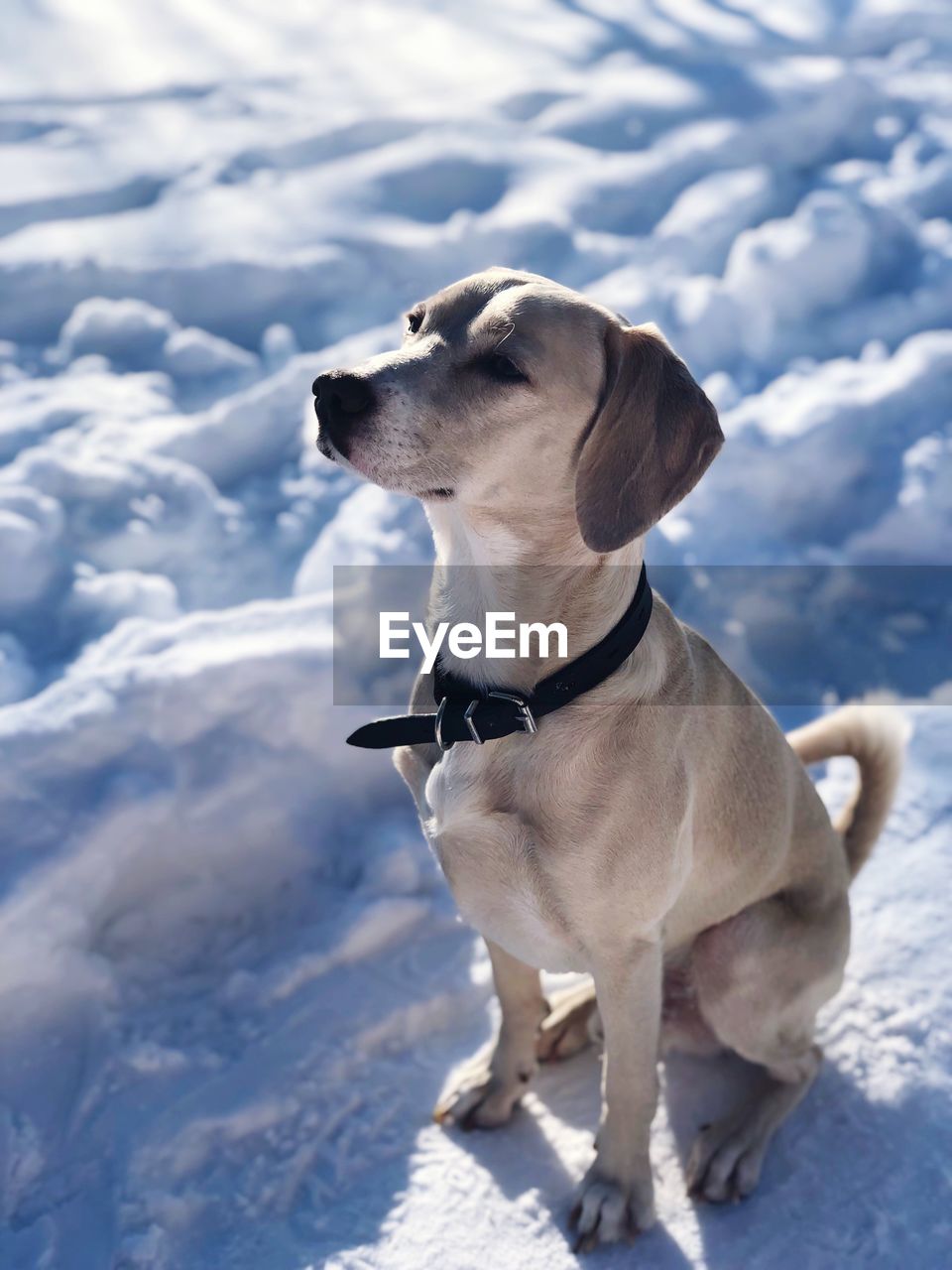 DOG LOOKING AT SNOW