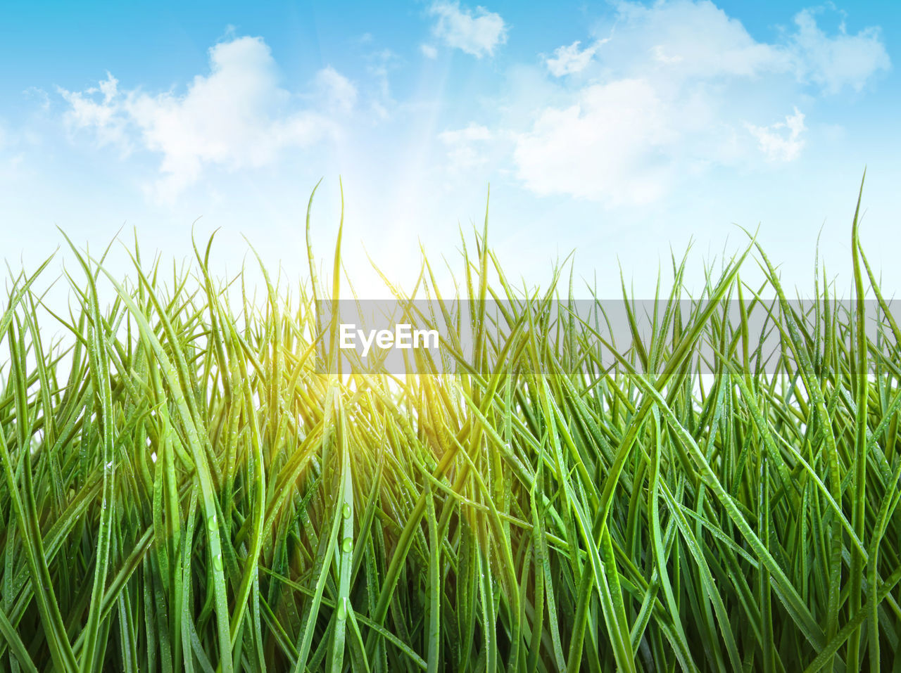 sky, plant, field, nature, cloud, landscape, green, agriculture, cereal plant, grass, land, rural scene, environment, growth, crop, beauty in nature, summer, grassland, blue, sunlight, no people, corn, barley, meadow, farm, vibrant color, outdoors, backgrounds, tranquility, paddy field, sun, food, prairie, scenics - nature, tranquil scene, cloudscape, freshness, food and drink, idyllic, day, lawn, plain, springtime, urban skyline