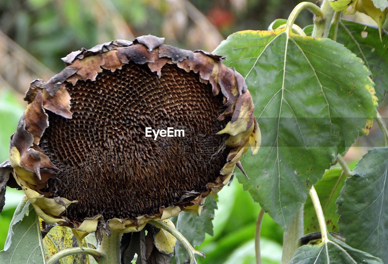 CLOSE-UP OF AN INSECT ON LEAF