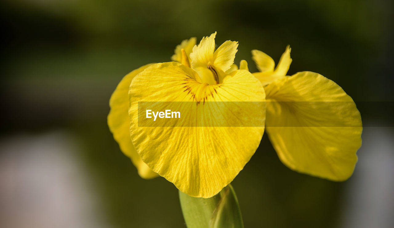 yellow, flower, flowering plant, plant, freshness, close-up, beauty in nature, fragility, flower head, macro photography, petal, inflorescence, growth, focus on foreground, nature, plant stem, wildflower, no people, green, springtime, blossom, outdoors, selective focus, vibrant color, botany