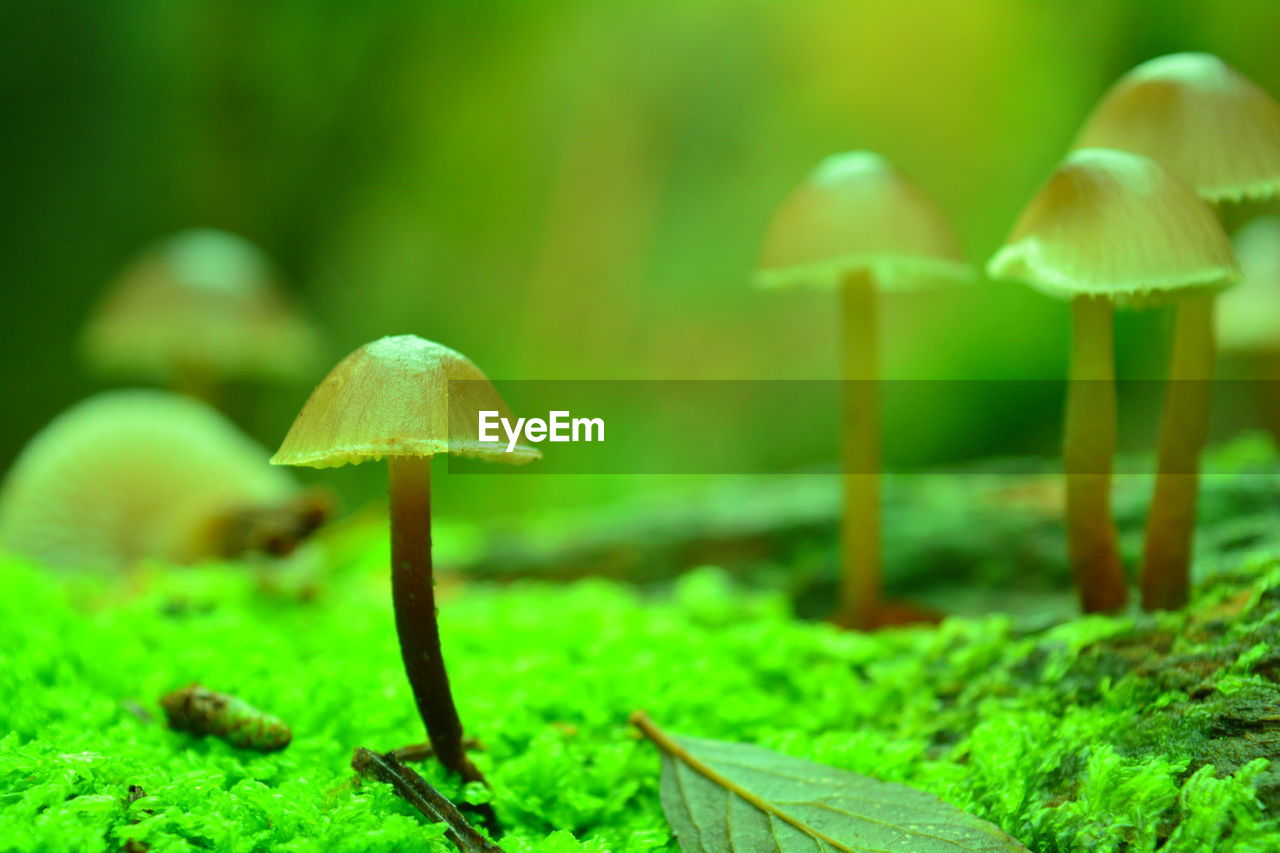 Close-up of mushroom growing on field