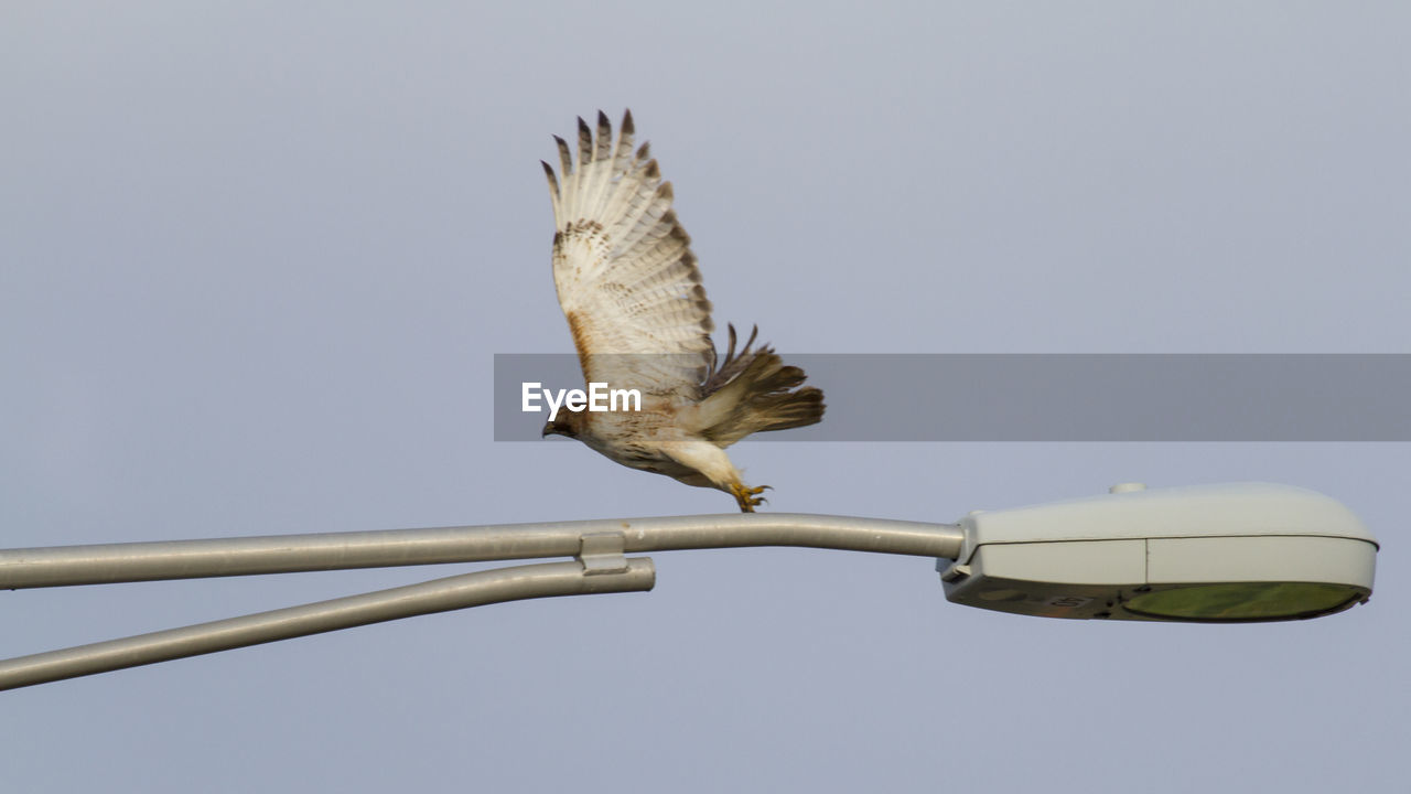 LOW ANGLE VIEW OF A BIRD FLYING