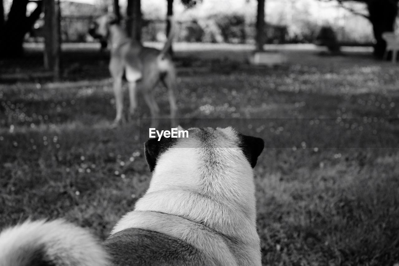 Rear view of pug looking at boxer on grassy field