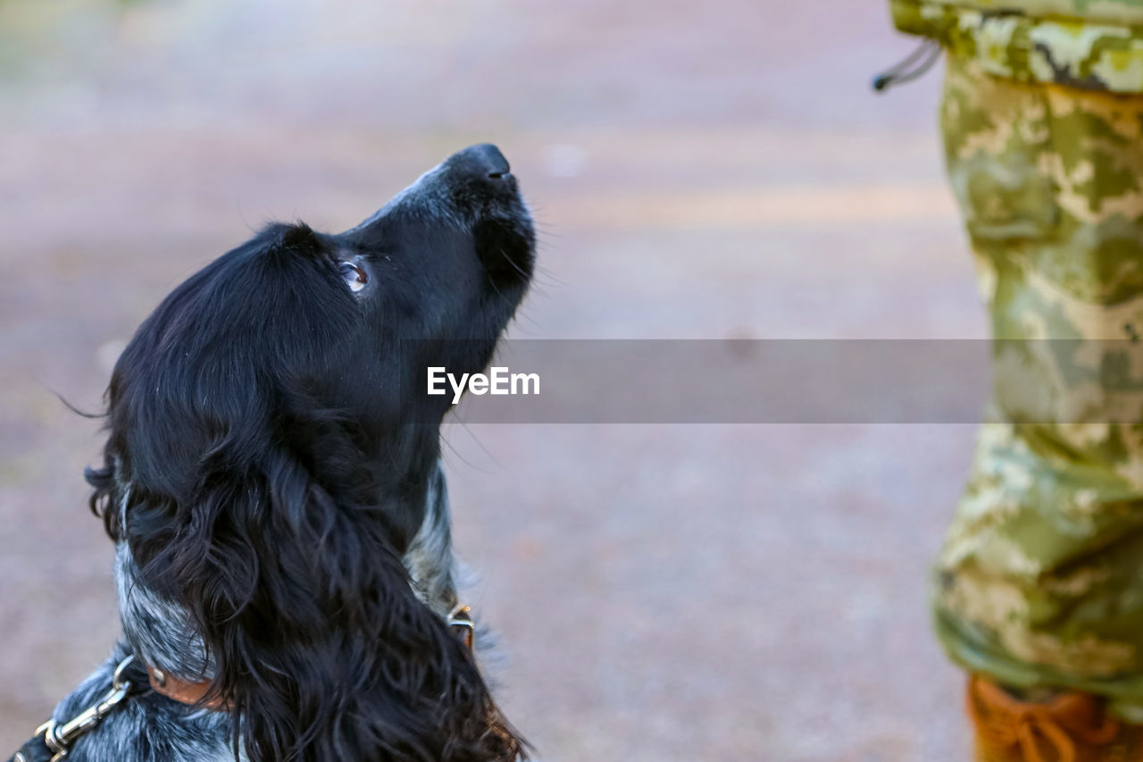 Border dog portrait close up with a soldier at the site. training of military dogs. 