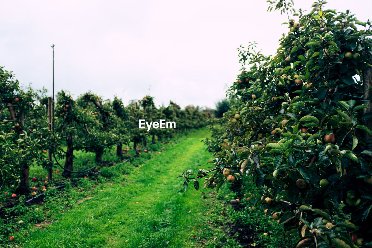 Apple trees growing on field against sky