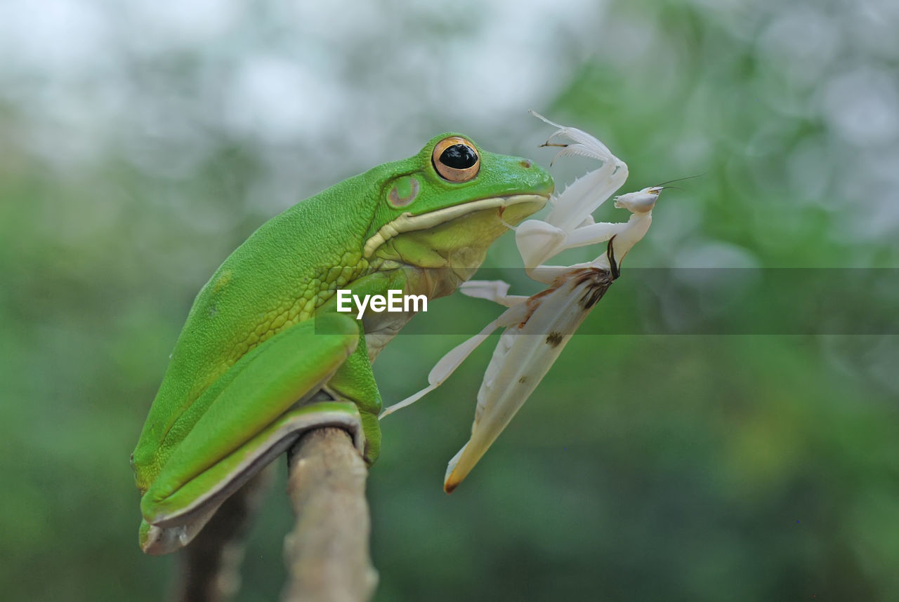 CLOSE-UP OF LIZARD