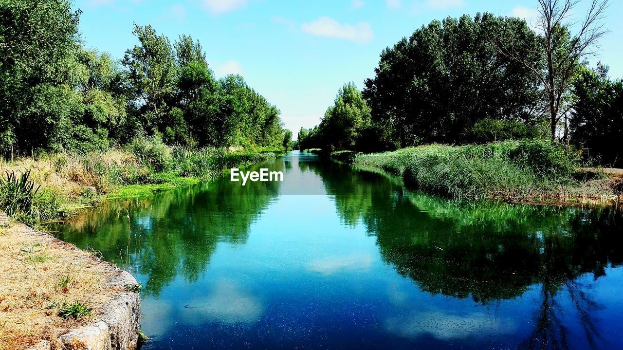 TREES WITH REFLECTION IN WATER