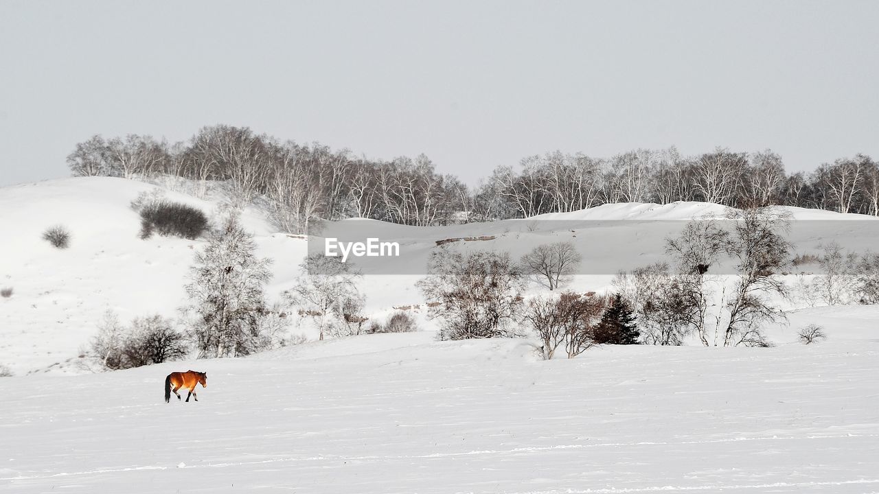 Horse walking on snow covered landscape