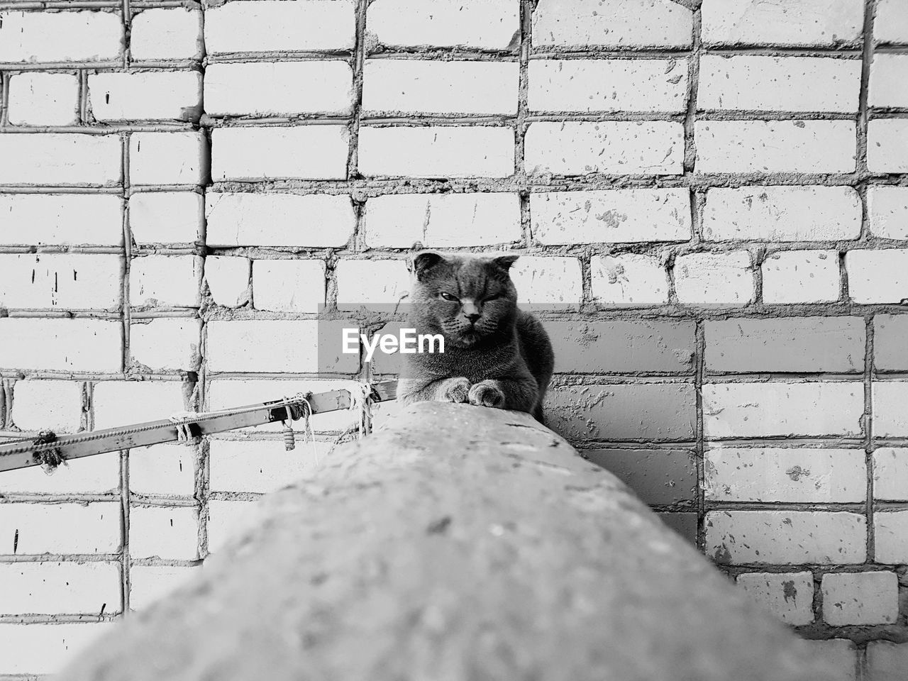 Low angle view of cat on wall