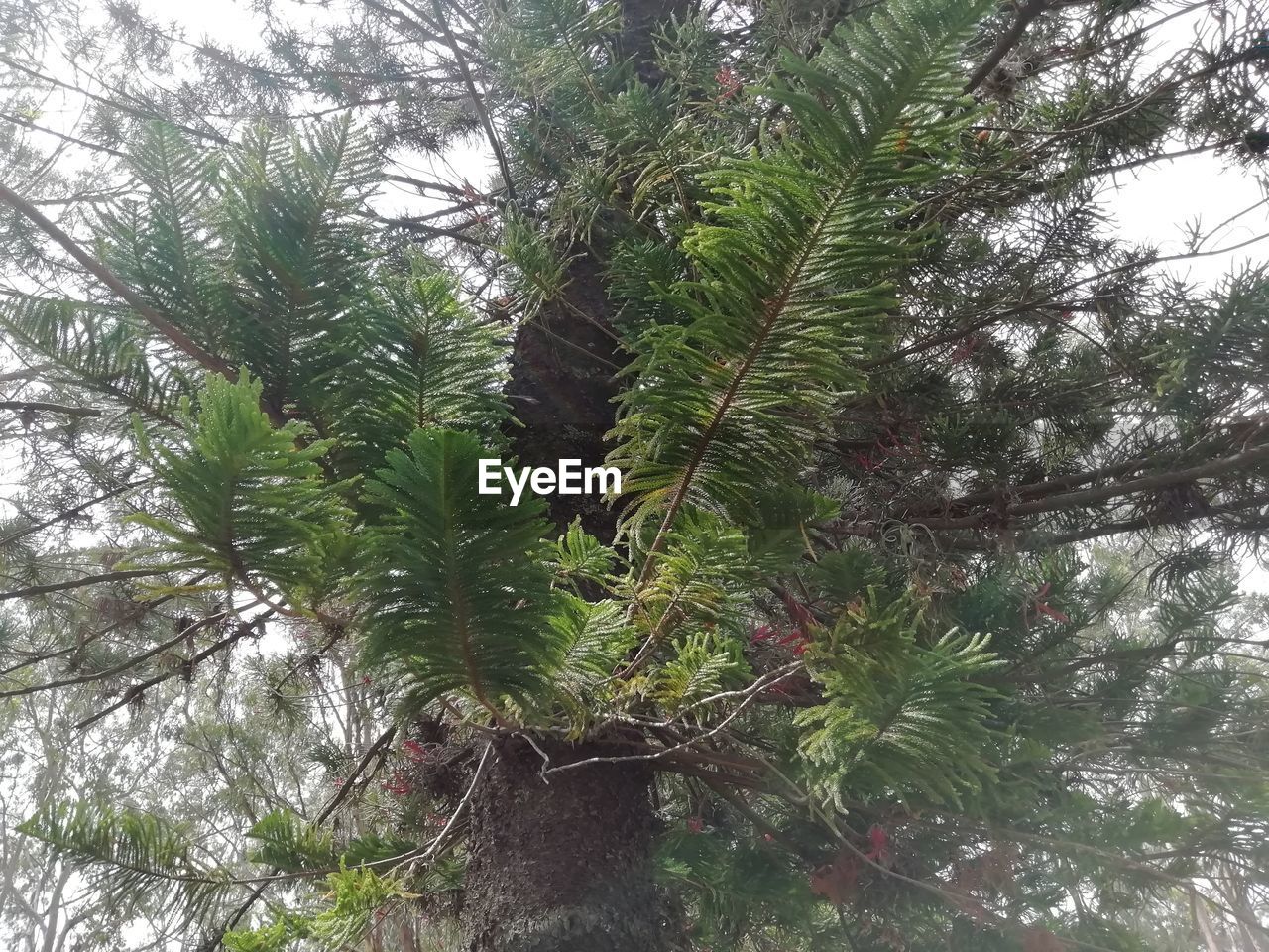 LOW ANGLE VIEW OF TREE BRANCH