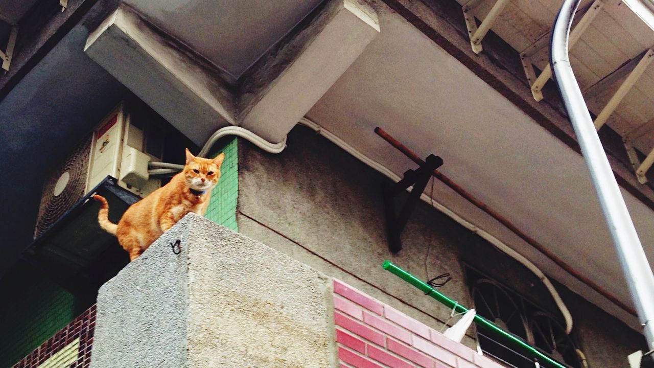 Ginger cat standing on concrete structure