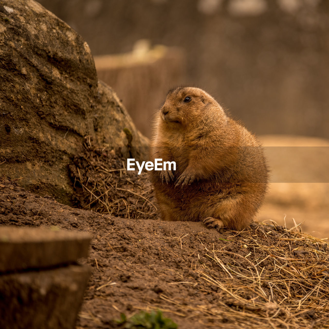 Chubby prairie dog