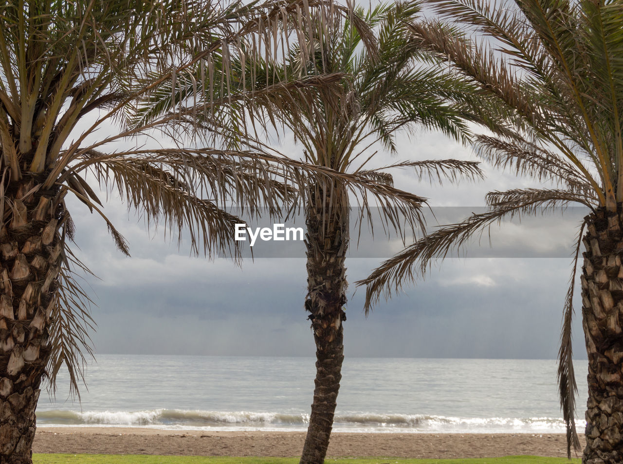 Palm trees by sea against sky