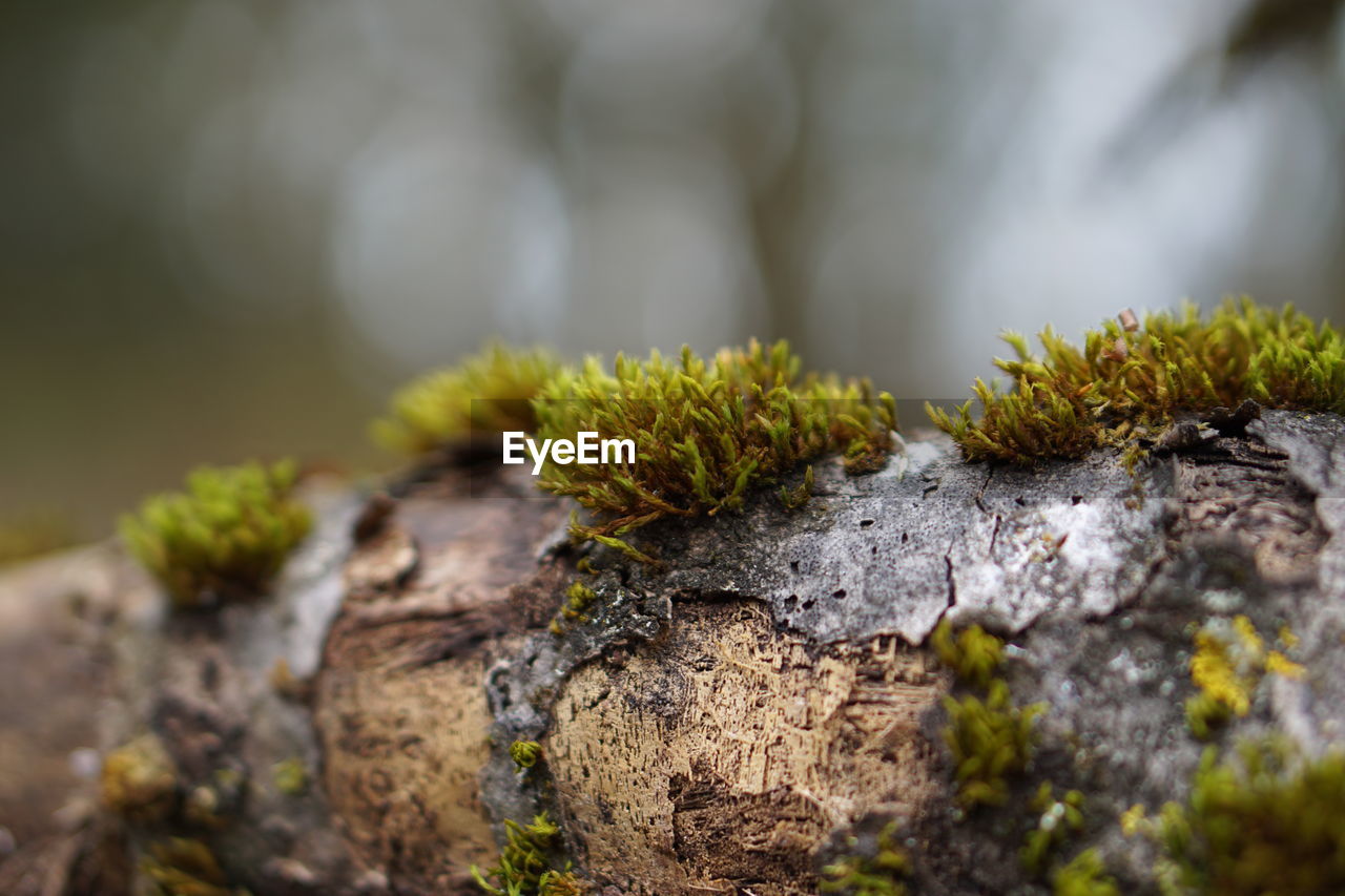 CLOSE-UP OF MOSS ON ROCK