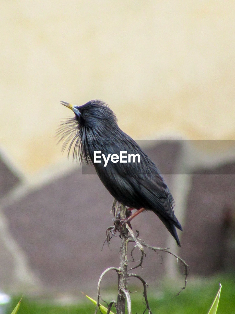 CLOSE-UP OF BIRD PERCHING