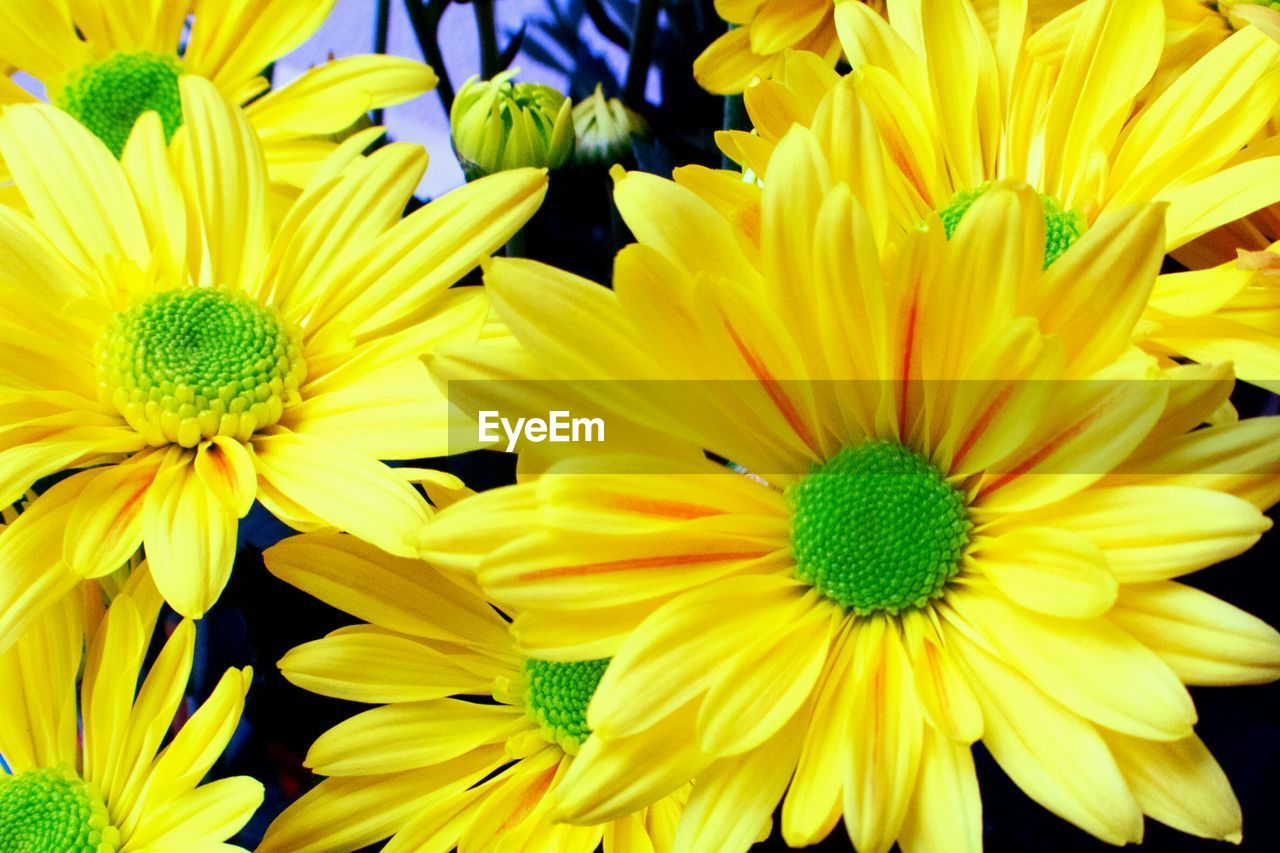 Close-up of yellow flowers