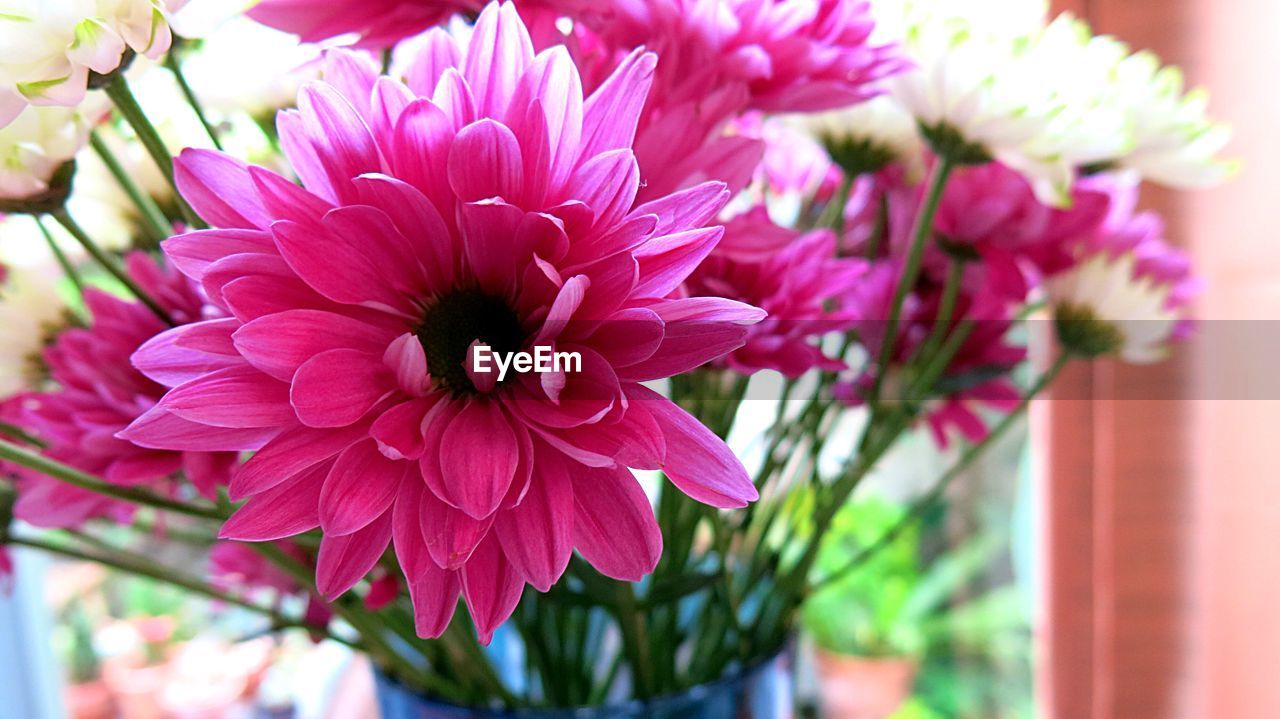 CLOSE-UP OF PINK FLOWERS BLOOMING